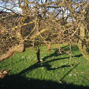 SchaduwBoomgaardRondeHoep
